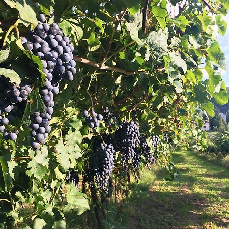 트렌토 8 Grappoli Agritur 빌라 외부 사진