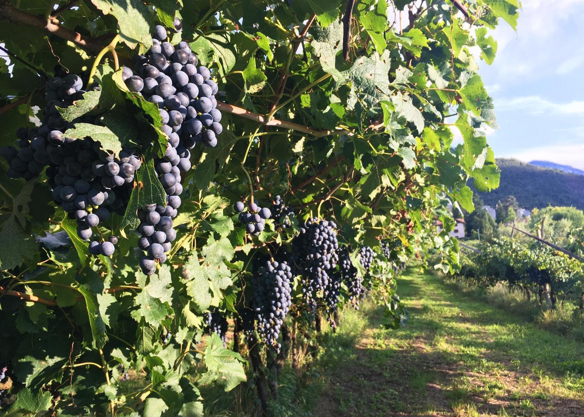 트렌토 8 Grappoli Agritur 빌라 외부 사진
